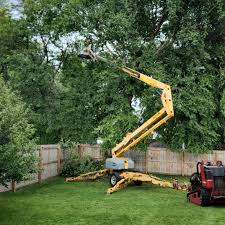 Trusted Franklin, CA Tree Removal and Landscaping Services Experts